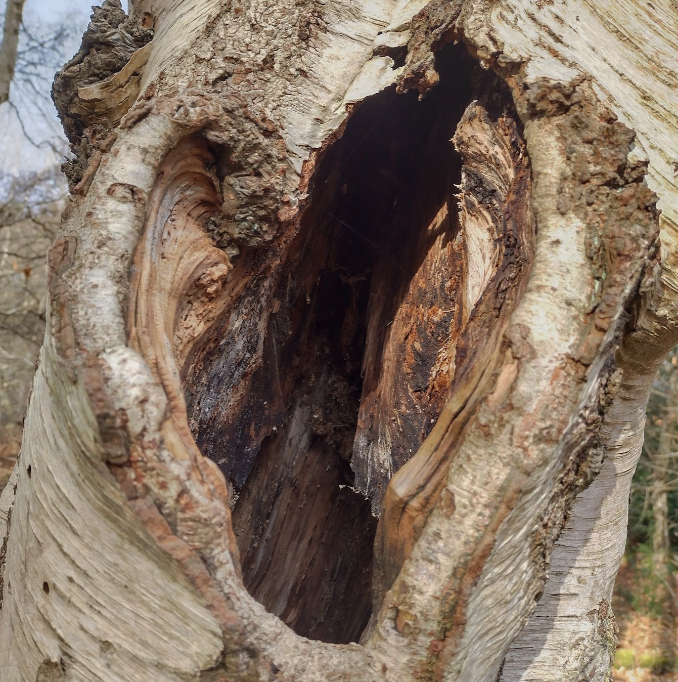 Heart-shaped hole in a tree